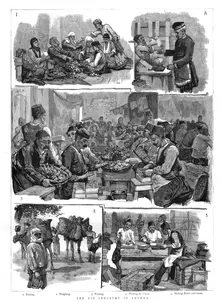 The Fig industry in Smyrna 1886. Creator: Unknown