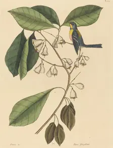The Finch Creeper (Parus americanus), published 1731-1743. Creator: Mark Catesby