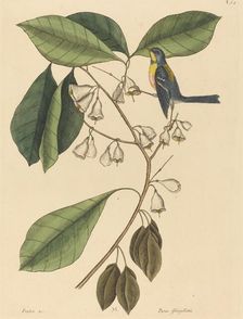 The Finch Creeper (Parus americanus), published 1731-1743. Creator: Mark Catesby