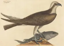 The Fishing Hawk (Falco haliaetus), published 1754. Creator: Mark Catesby