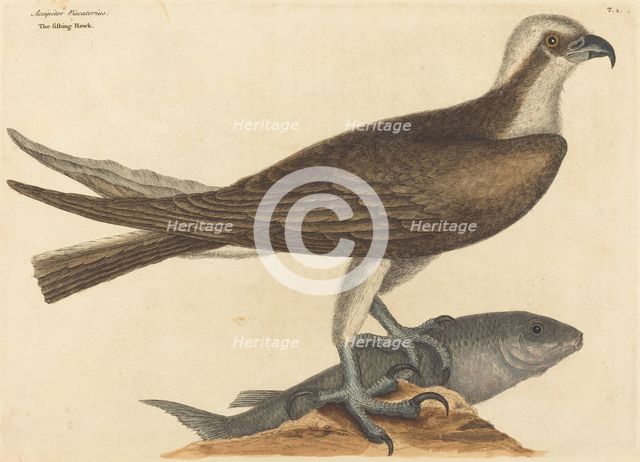 The Fishing Hawk (Falco haliaetus), published 1754. Creator: Mark Catesby.