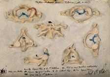 The first and second cervical vertebrae, 1852/11/09. Creator: J.C. Whishaw