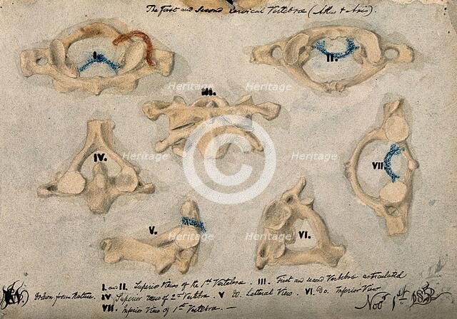 The first and second cervical vertebrae, 1852/11/09. Creator: J.C. Whishaw.