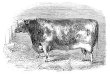 The First-Prize Shorthorn Bull, 1864. Creator: Unknown