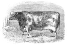 The First-Prize Shorthorn Bull, 1864. Creator: Unknown