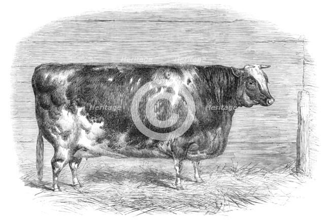 The First-Prize Shorthorn Cow 1864. Creator: Unknown.