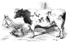The First Prize Shorthorn Cow, Class 10, No. 89, £25: and Gold and Silver Medals..., 1857. Creator: H. W.