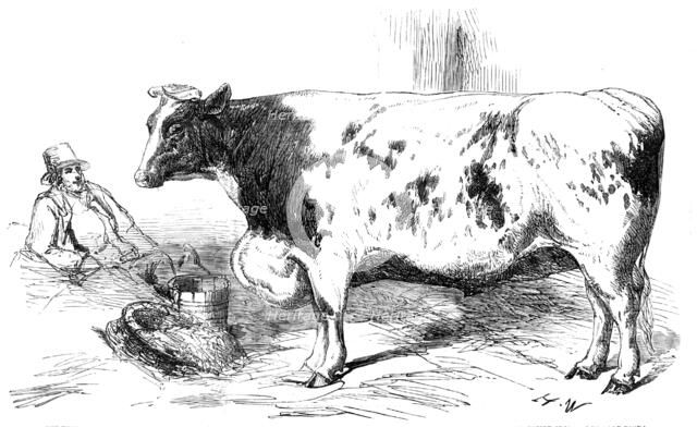 The First Prize Shorthorn Cow, Class 10, No. 89, £25: and Gold and Silver Medals..., 1857. Creator: H. W..