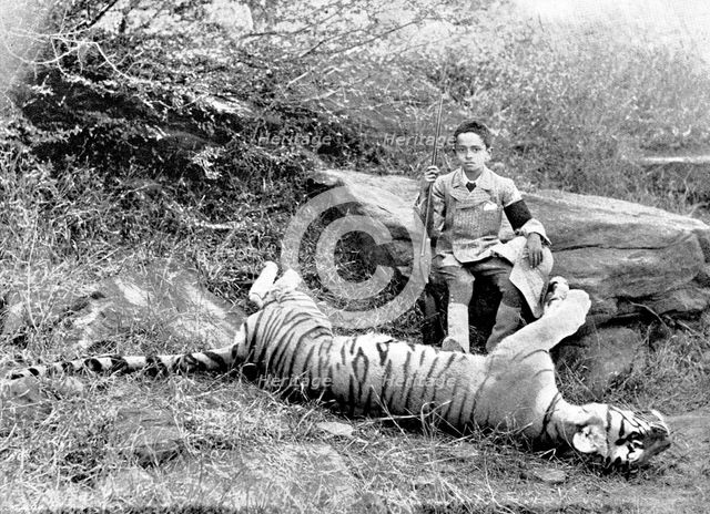 The first tiger shot by Prince Bughwan Singh, aged twelve, 1895. Creator: J. Cowell.