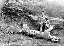 The first tiger shot by Prince Bughwan Singh, aged twelve, 1895. Creator: J. Cowell
