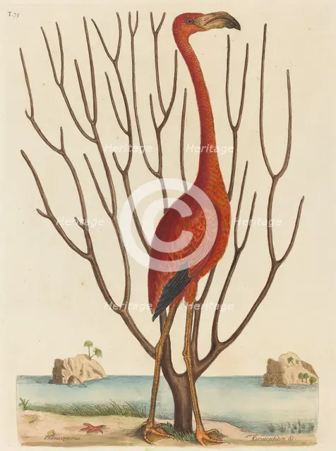 The Flamingo (Phoenicopterus ruber), published 1731-1743. Creator: Mark Catesby.