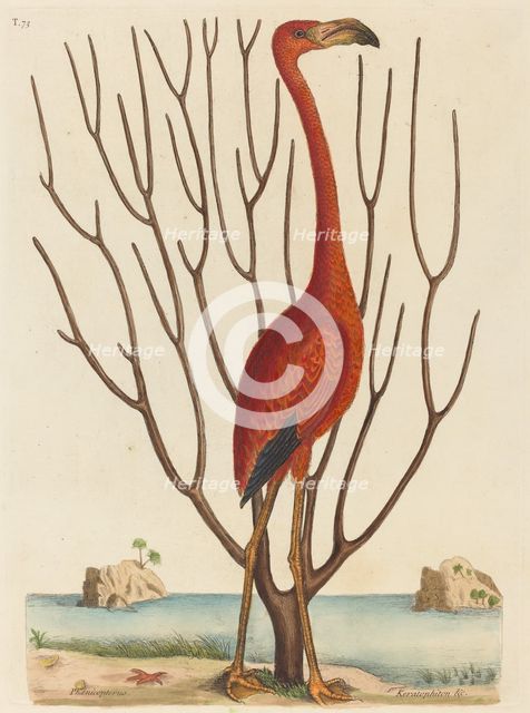 The Flamingo (Phoenicopterus ruber), published 1731-1743. Creator: Mark Catesby.