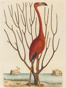 The Flamingo (Phoenicopterus ruber), published 1731-1743. Creator: Mark Catesby
