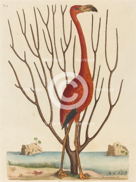 The Flamingo (Phoenicopterus ruber), published 1731-1743. Creator: Mark Catesby.