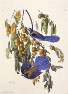 The Florida scrub jay. From "The Birds of America", 1827-1838. Creator: Audubon, John James (1785-1851)
