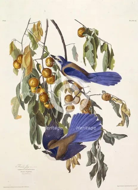 The Florida scrub jay. From "The Birds of America", 1827-1838. Creator: Audubon, John James (1785-1851).