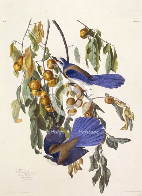 The Florida scrub jay. From "The Birds of America", 1827-1838. Creator: Audubon, John James (1785-1851).