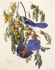 The Florida scrub jay. From "The Birds of America", 1827-1838. Creator: Audubon, John James (1785-1851)