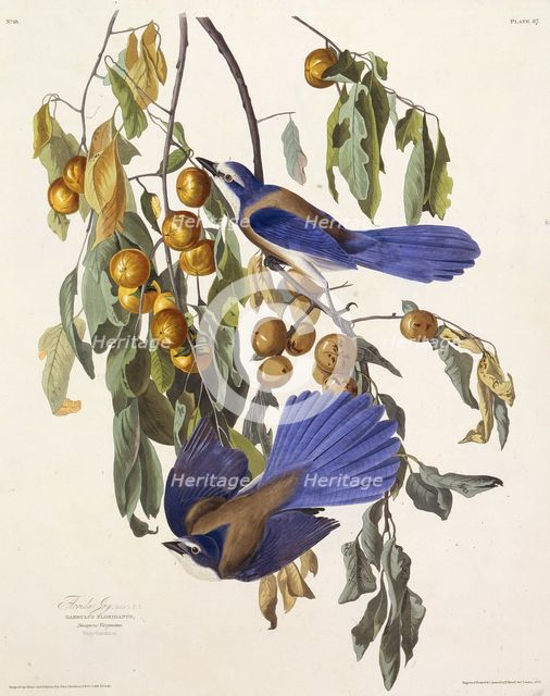 The Florida scrub jay. From "The Birds of America", 1827-1838. Creator: Audubon, John James (1785-1851).