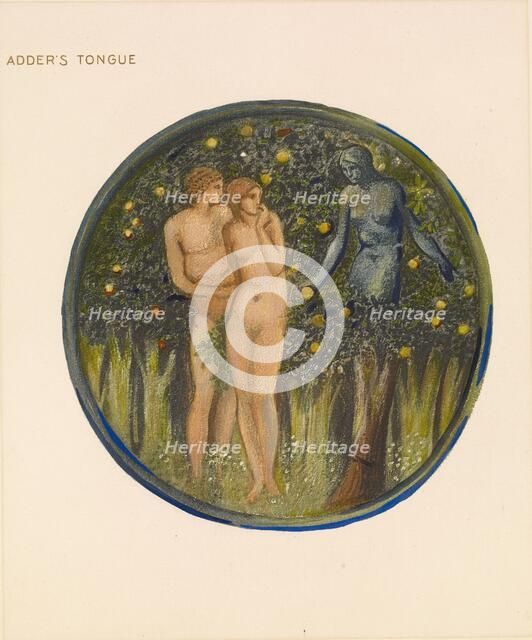 The Flower Book - Adder's Tongue, 1905. Creator: Sir Edward Coley Burne-Jones.