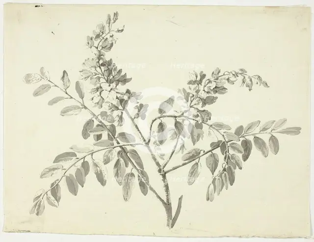 The Flowering Branch, n.d. Creator: Pierre Antoine Mongin.