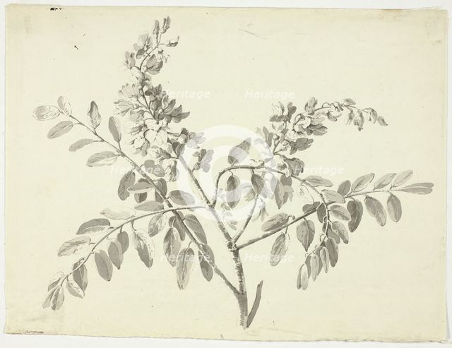 The Flowering Branch, n.d. Creator: Pierre Antoine Mongin.