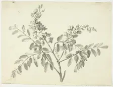 The Flowering Branch, n.d. Creator: Pierre Antoine Mongin