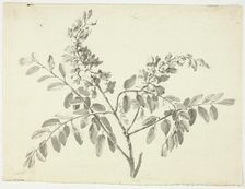 The Flowering Branch, n.d. Creator: Pierre Antoine Mongin