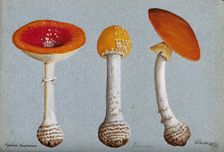 The fly agaric fungus (Amanita muscaria): three fruiting bodies, 1893. Creator: Unknown