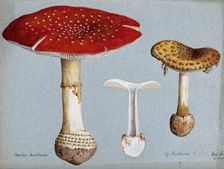 The fly agaric fungus (Amanita muscaria): three fruiting bodies. Creator: R Baker