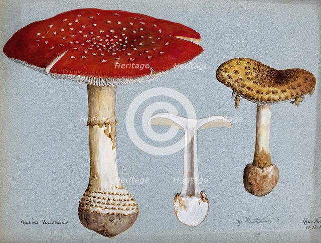 The fly agaric fungus (Amanita muscaria): three fruiting bodies. Creator: R Baker.