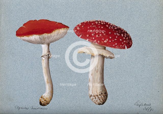 The fly agaric fungus (Amanita muscaria): two fruiting bodies, 1890. Creator: Unknown.