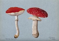 The fly agaric fungus (Amanita muscaria): two fruiting bodies, 1890. Creator: Unknown