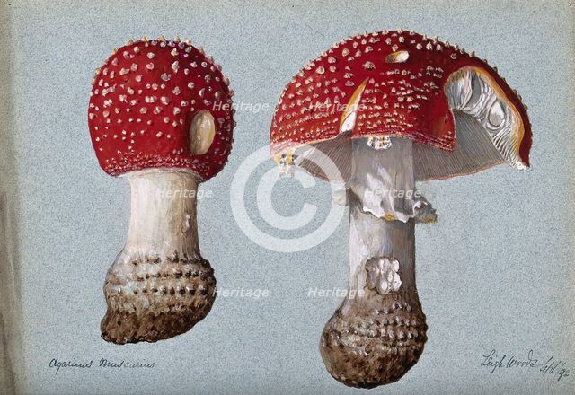 The fly agaric fungus (Amanita muscaria): two fruiting bodies, 1892. Creator: Unknown.