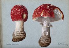 The fly agaric fungus (Amanita muscaria): two fruiting bodies, 1892. Creator: Unknown