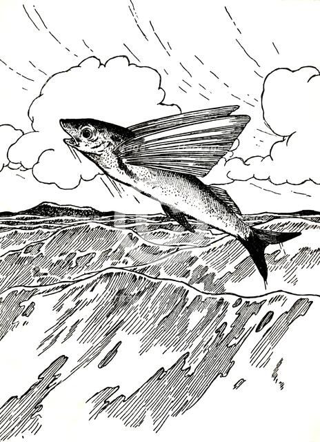'The Flying Fish', 1912. Artist: Charles Robinson.