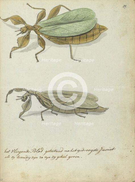 The flying leaf, 1778-1785. Creator: Jan Brandes.