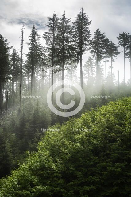 The Forest Awakens. Creator: Joshua Johnston.