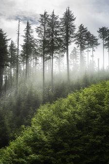 The Forest Awakens. Creator: Joshua Johnston