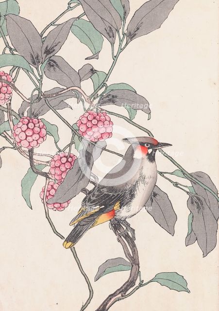 The Four Seasons Bird and Flower Albums (Keinen Kacho Gafu), 1891-1892. Creator: Keinen, Imao (1845-1924).