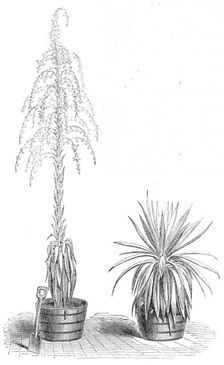 The Fourcroya Longaeva, a species of agave...in the gardens of the Royal Botanic Society..., 1864. Creator: Unknown