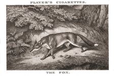 The Fox (1924). Creator: Unknown