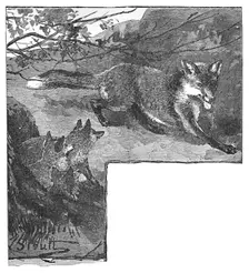 The Fox and her Cubs c1900. Artist: Helena J. Maguire