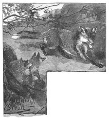 The Fox and her Cubs c1900. Artist: Helena J. Maguire