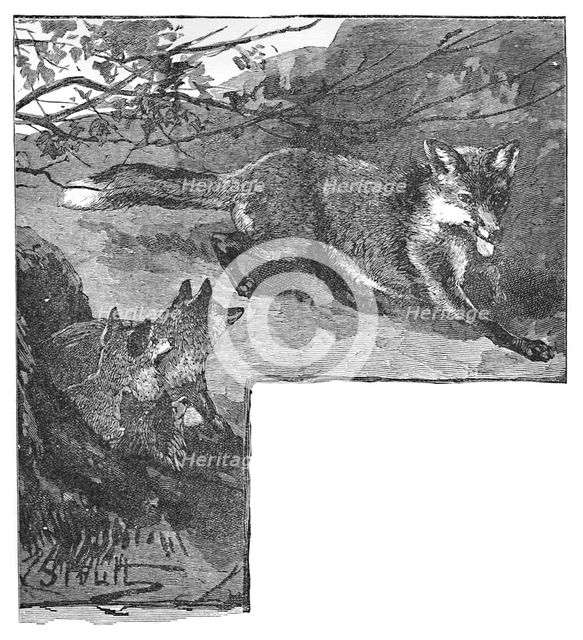 'The Fox and her Cubs', c1900. Artist: Helena J. Maguire.