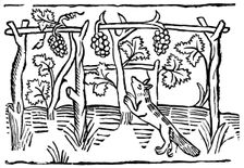 The Fox and the Grapes, 15th century (1893)