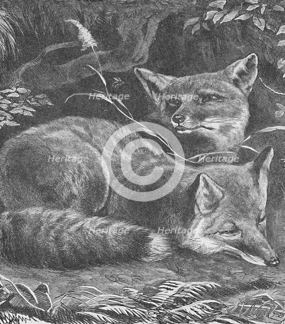 'The Fox at Home', c1900. Artist: Helena J. Maguire.