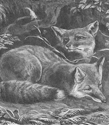 The Fox at Home c1900. Artist: Helena J. Maguire