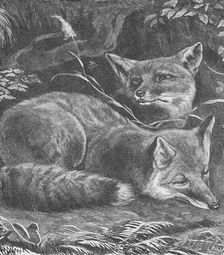 The Fox at Home c1900. Artist: Helena J. Maguire