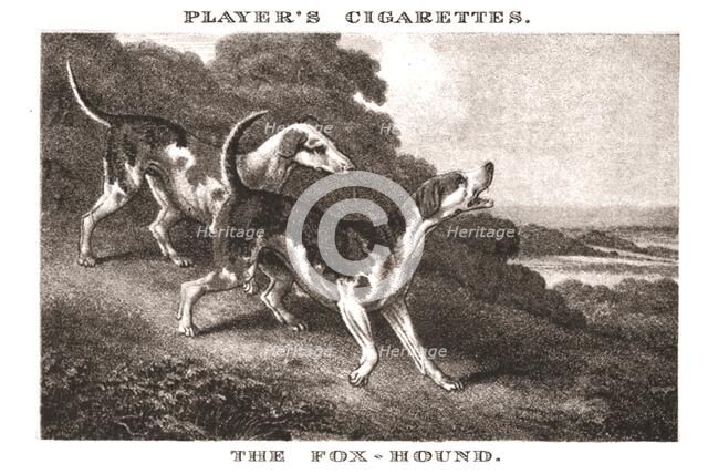 'The Foxhound', (1924). Creator: Unknown.